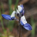Lupinus bicolor - Photo (c) nathantay,  זכויות יוצרים חלקיות (CC BY-NC)