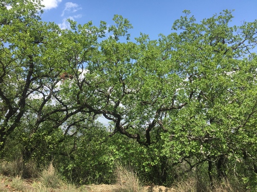 Quercus porphyrogenita
