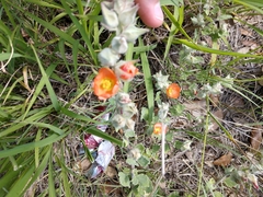 Sphaeralcea lindheimeri