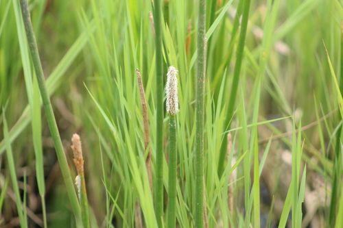 Image of Eleocharis interstincta by (c) Martha Lucia Ortiz-Moreno, some rights reserved (CC BY)