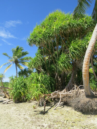 Pandanus tectorius observed 2015-04-21
