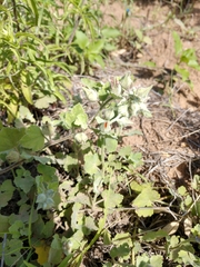 Sphaeralcea lindheimeri