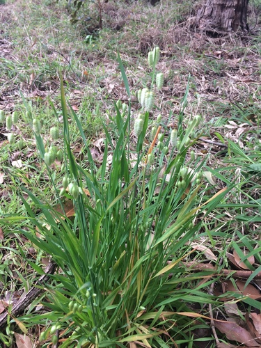 Briza maxima observed 2019-04-28