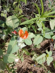 Sphaeralcea lindheimeri