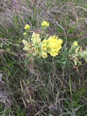 Castilleja citrina