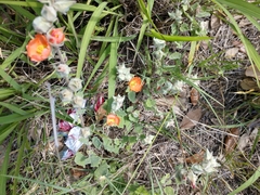 Sphaeralcea lindheimeri