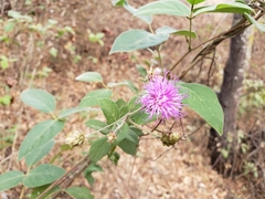 Vernonia alamanii