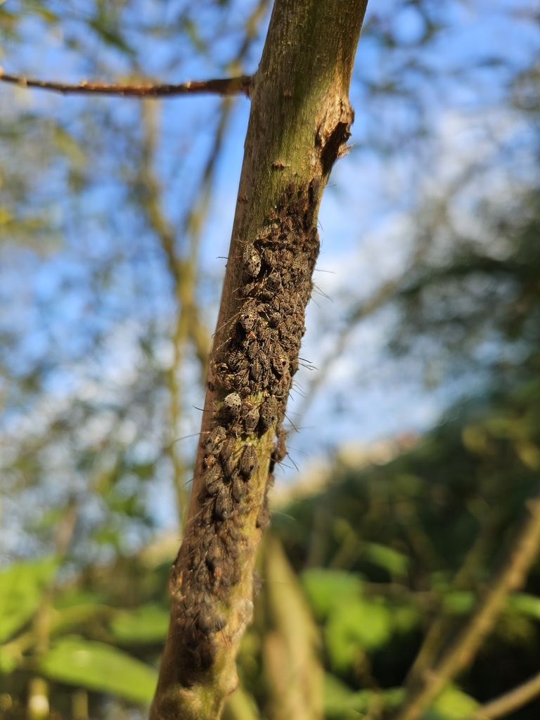 Giant Willow Aphid from Kaiapoi 7630, New Zealand on April 16, 2024 at ...