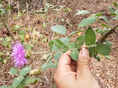 Vernonia alamanii
