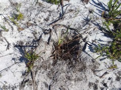 Hystrix africaeaustralis