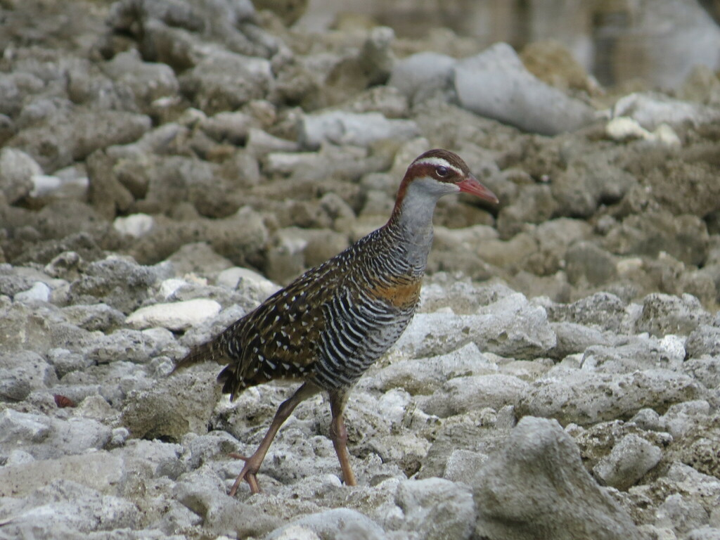 Buff-banded rail with a rust-brown neck band and barred body walking over pale coral rock