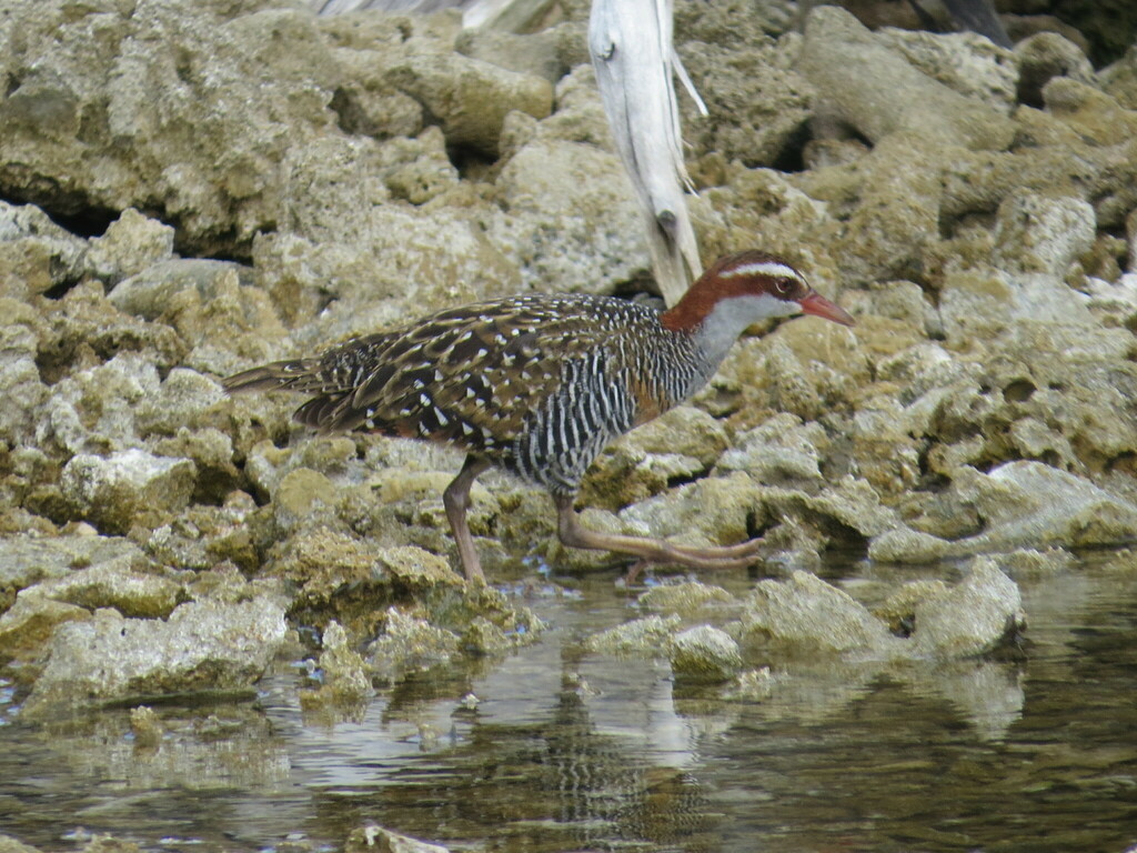 Buff-banded rail wading at the edge of shallow water among coral rock