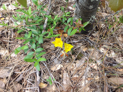 Calochortus monophyllus