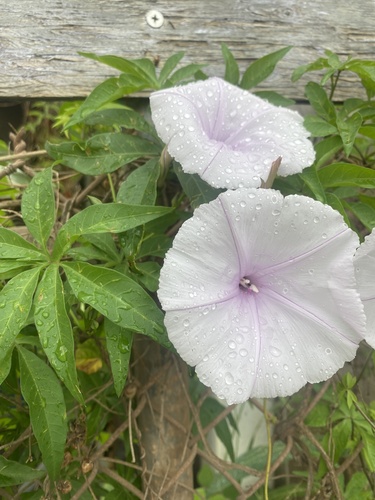 Ipomoea cairica observed 2024-04-14