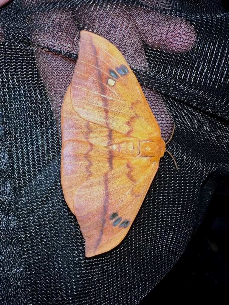 Cricula hainanensis