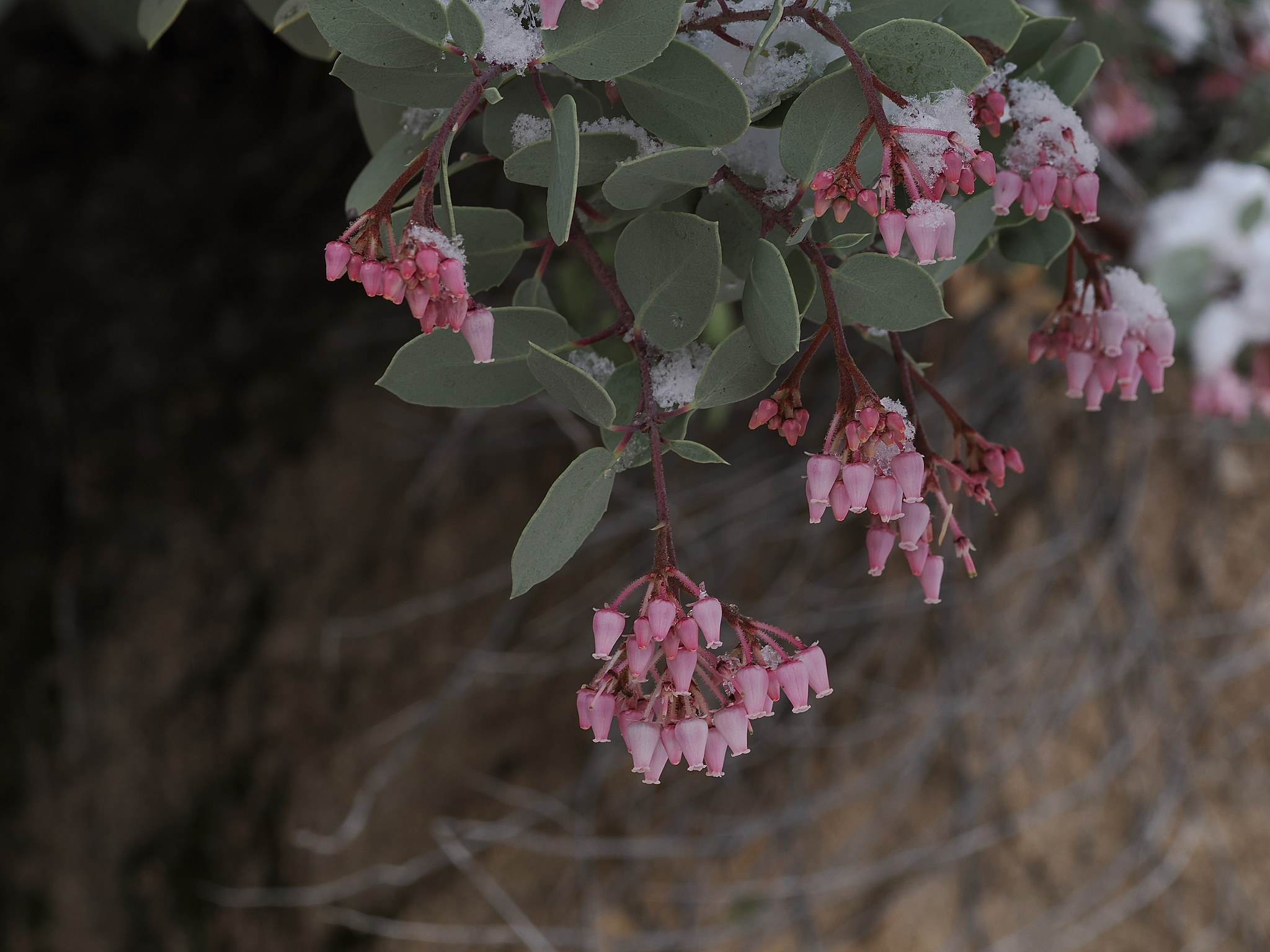 Arctostaphylos viscida ssp. viscida