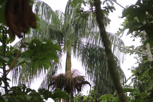 Image of Amazon Açaí (Euterpe precatoria) by (c) Martha Lucia Ortiz-Moreno, some rights reserved (CC BY)
