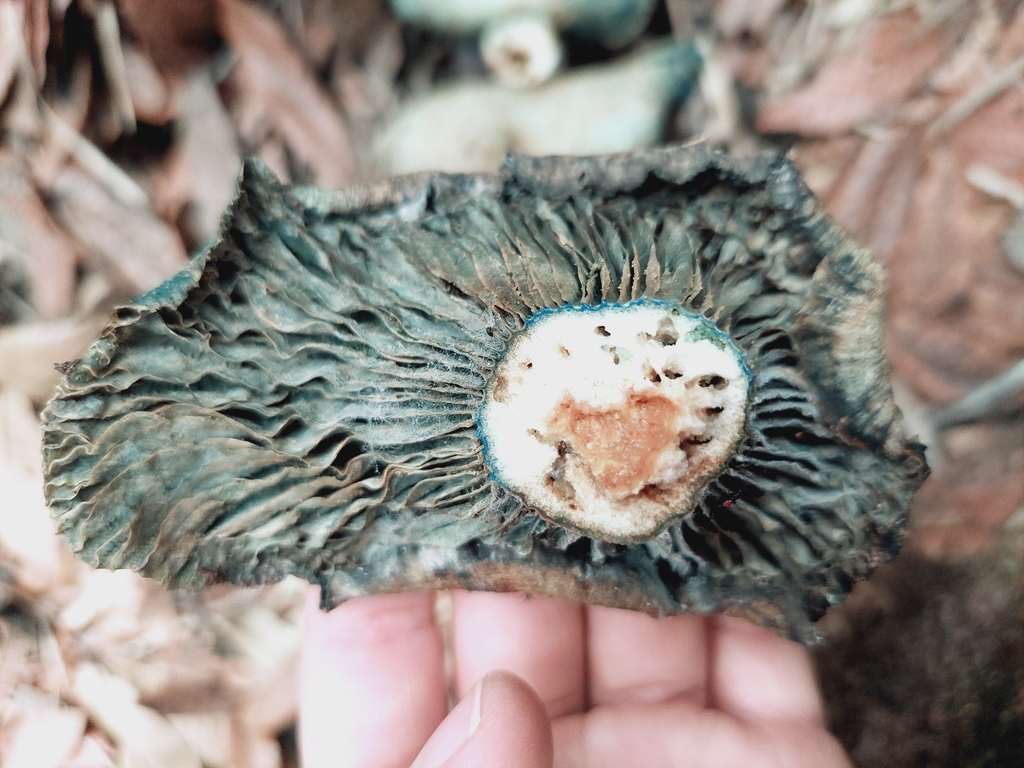 Lactarius indigo · April 2024 · photo: © danielmesa1 (iNaturalist, cc-by)