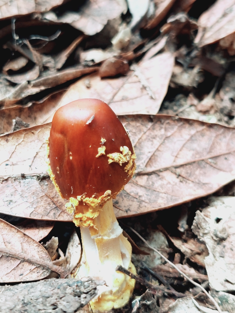 Amanita flavoconia · April 2024 · photo: © danielmesa1 (iNaturalist, cc-by)