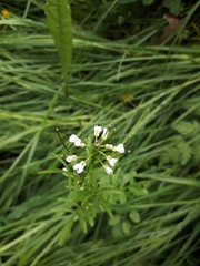 Cardamine