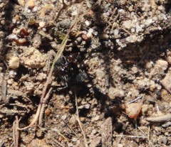 Crematogaster capensis