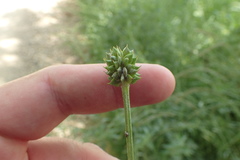 Ranunculus macranthus