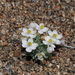 White Pygmy-Poppy - Photo (c) Justin Paulin, some rights reserved (CC BY), uploaded by Justin Paulin
