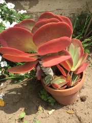 Kalanchoe luciae