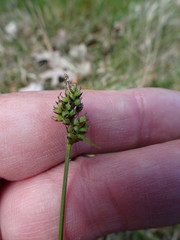 Carex pilulifera