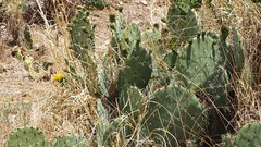 Opuntia