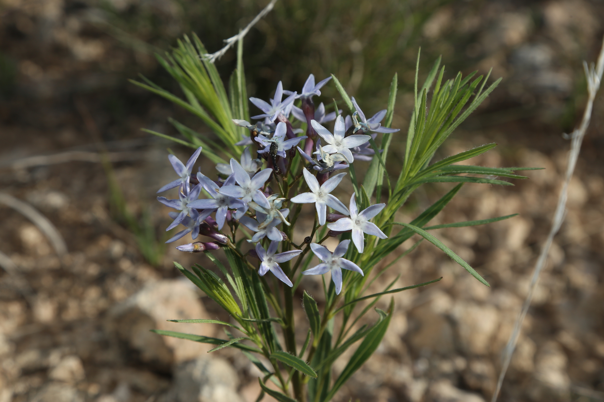 Amsonia ciliata var. texana