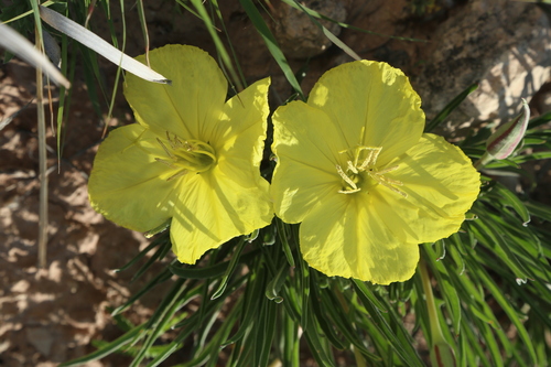 Image of Oenothera coryi by (c) Reid Hardin, some rights reserved (CC BY)