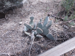Opuntia basilaris brachyclada