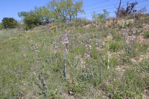 Image of Penstemon fendleri by (c) Reid Hardin, some rights reserved (CC BY)