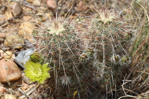 Image of Echinocereus milleri by (c) Reid Hardin, some rights reserved (CC BY)