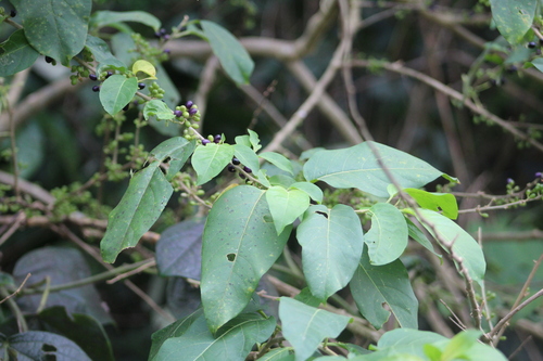 Cestrum latifolium