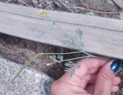 Eschscholzia minutiflora