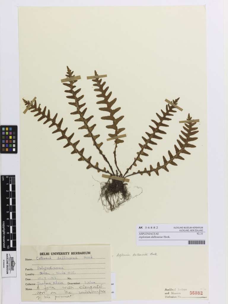 Countess Dalhousie's spleenwort