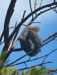 Urocolius indicus indicus