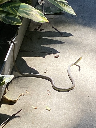 Common Tree Snake sighting