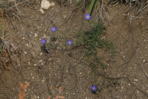 Image of Giliastrum rigidulum by (c) Reid Hardin, some rights reserved (CC BY)
