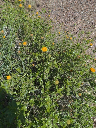 Image of Encelia frutescens by (c) Bruce Hartman, some rights reserved (CC BY)