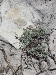 Helichrysum litorale