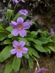 Primula maguirei