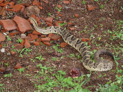Crotalus culminatus