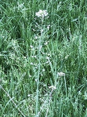 Capsella bursa-pastoris