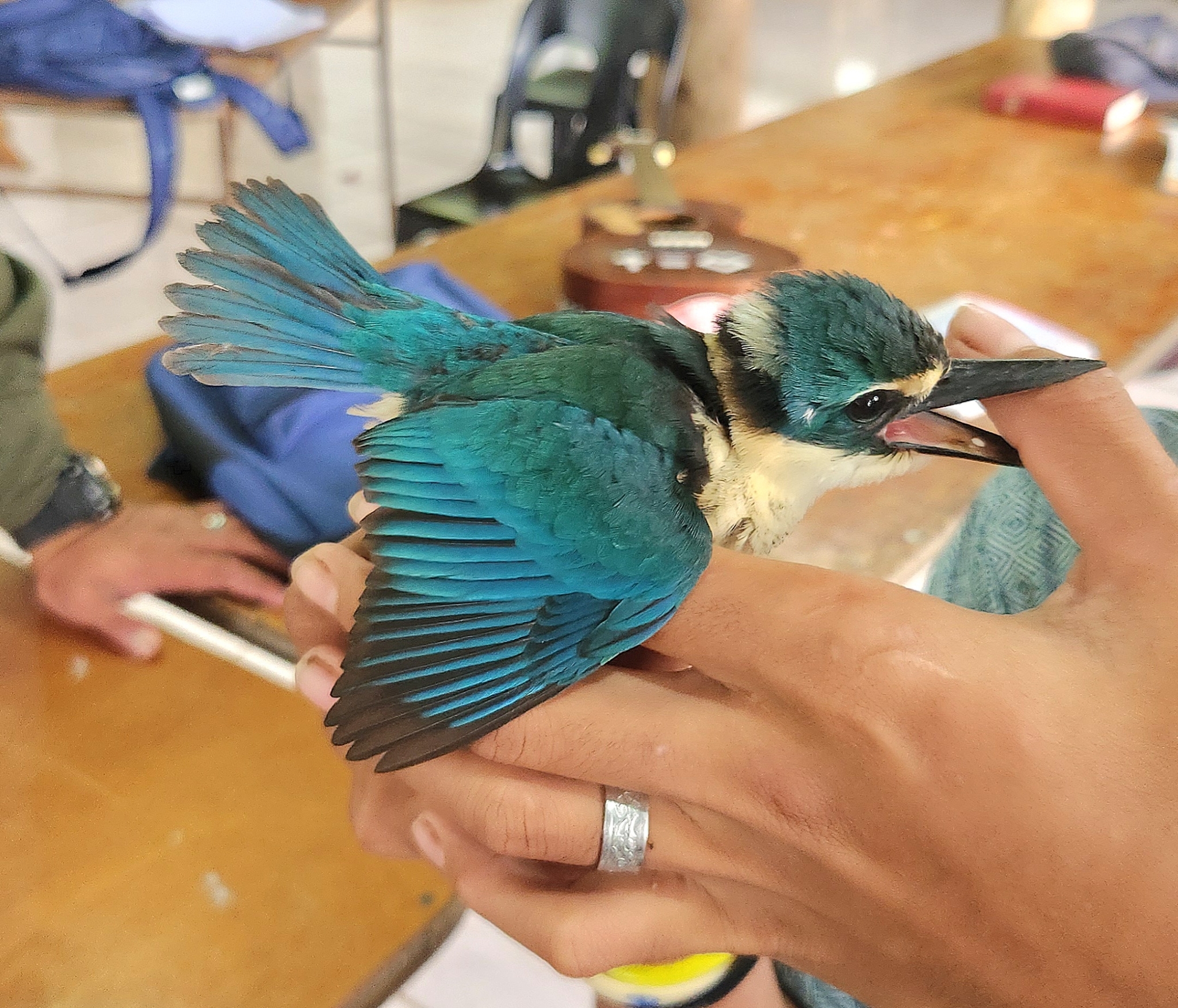 Flat-billed Kingfisher (Todiramphus recurvirostris), photo 5