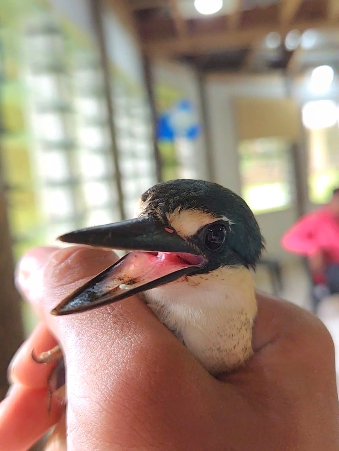 Flat-billed Kingfisher (Todiramphus recurvirostris), photo 6