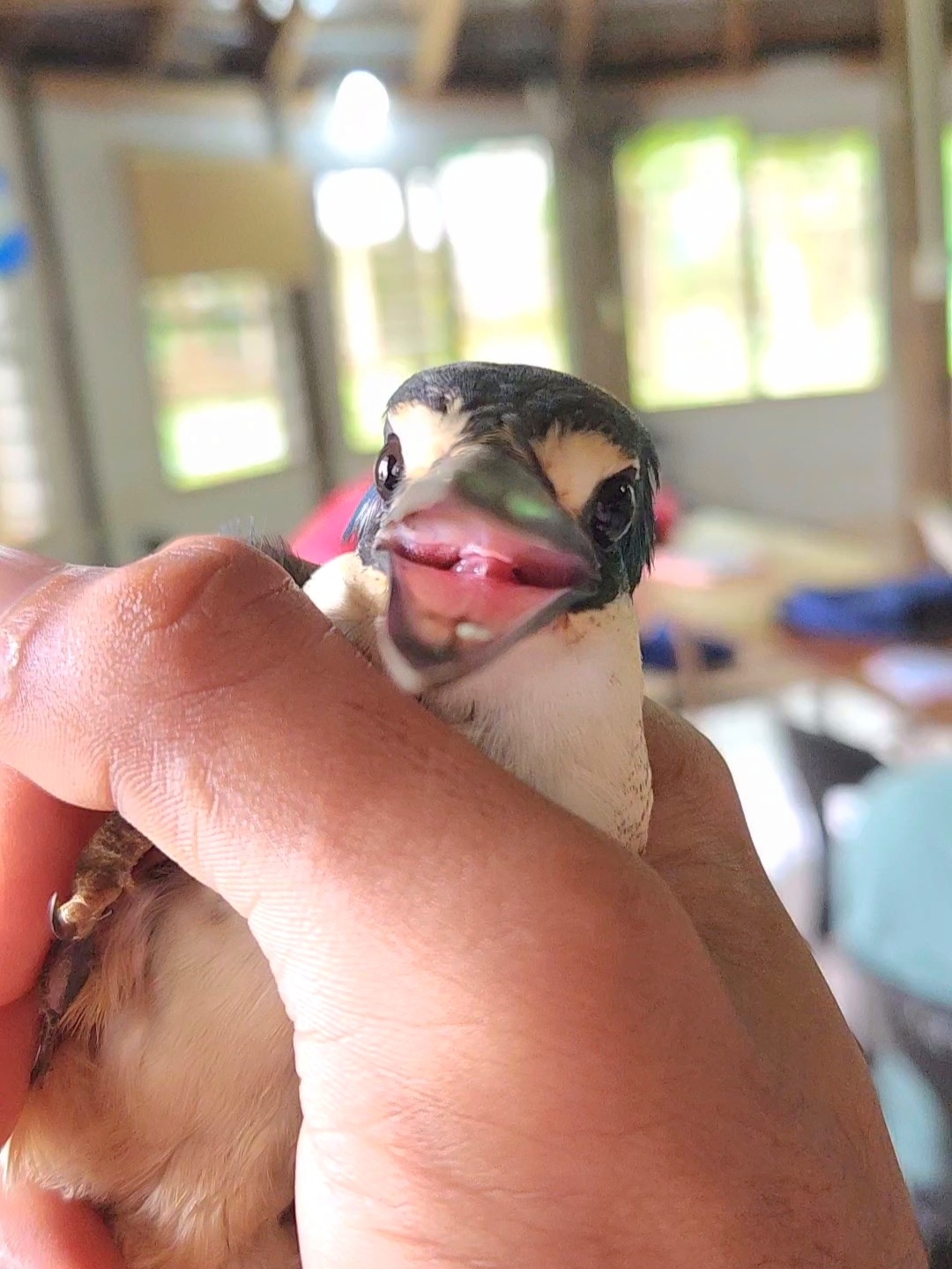 Flat-billed Kingfisher (Todiramphus recurvirostris), photo 7