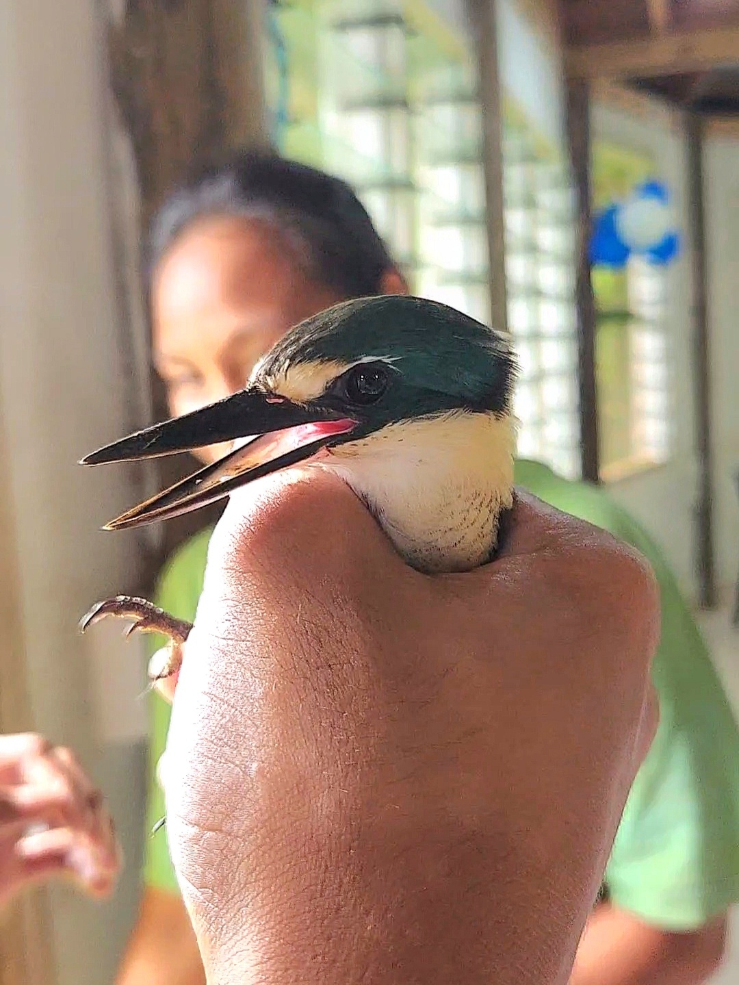 Flat-billed Kingfisher (Todiramphus recurvirostris), photo 8